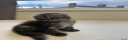 Scottish Fold cats for sale: Scottish Fold Kittens Available  - Advert 8