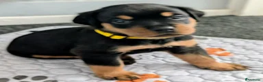 Rottweiler 2