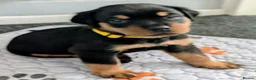 Rottweiler dogs for sale: Rottweiler puppies - Advert 4
