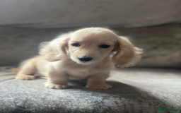 Dachshund dogs for sale: cream KC long haired miniature dachshunds for sale - Image 8