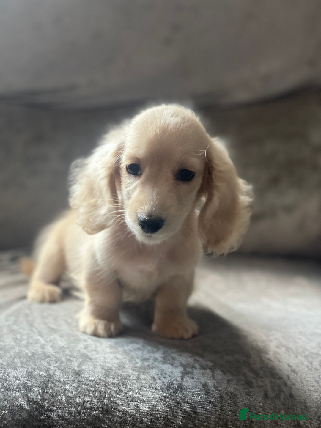 Dachshund dogs for sale: cream KC long haired miniature dachshunds for sale - Image 8