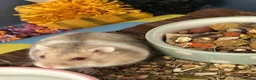 Hamster rodents for sale: Russian Dwarf Girl Looking for new home - Advert 3