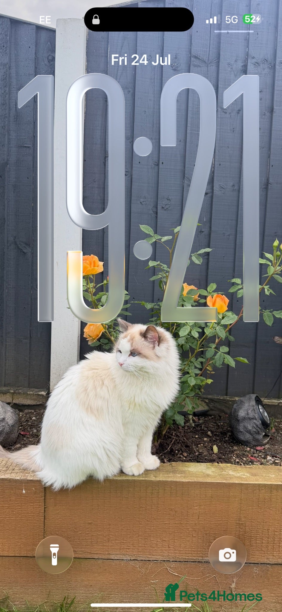 Ragdoll cats Beautiful 1 year old female Ragdoll Cat - Advert 5