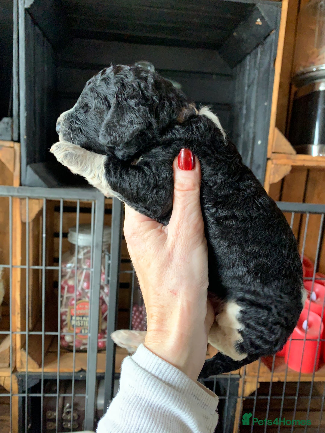 Bernedoodle dogs for sale: Standard Bernedoodle Blue Merle, Black White. - Image 20
