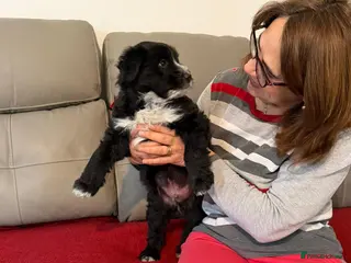 Mixed Breed dogs 🐾💙FINLEY, a Small Boy with a Big Personality💙🐾 - Advert 1