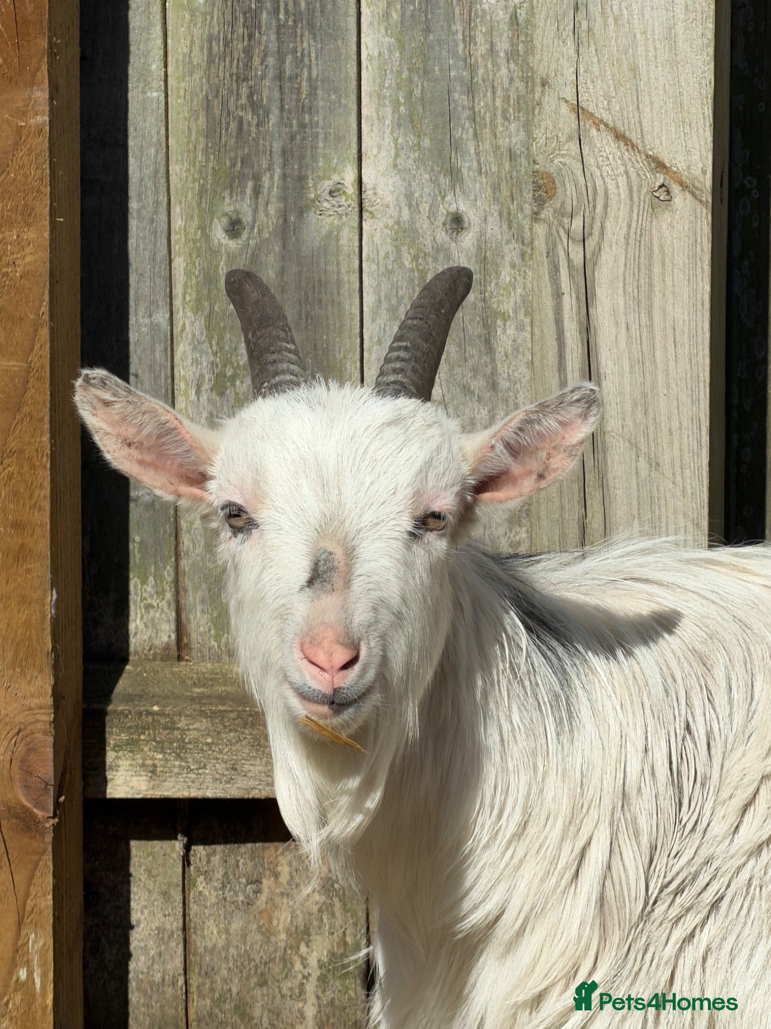 Goats livestock Pygmy goat Wether 19 months old  - Advert 1
