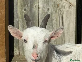 Goats livestock Pygmy goat Wether 19 months old - Advert 1
