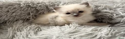 Ragdoll cats for sale: Kitten Ragdoll cat blue point  - Advert 16