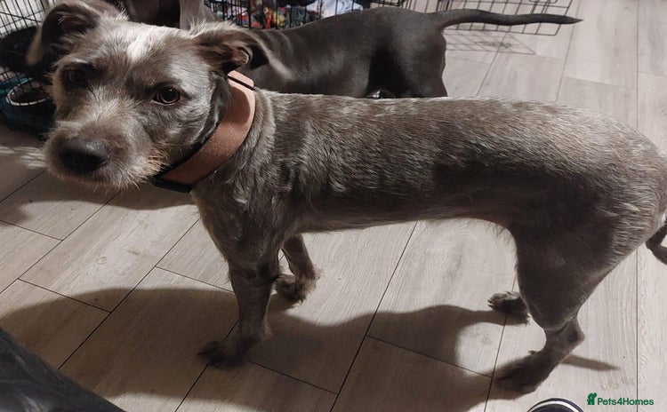 Staffordshire Bull Terrier dogs Looking for a new home - Advert 1