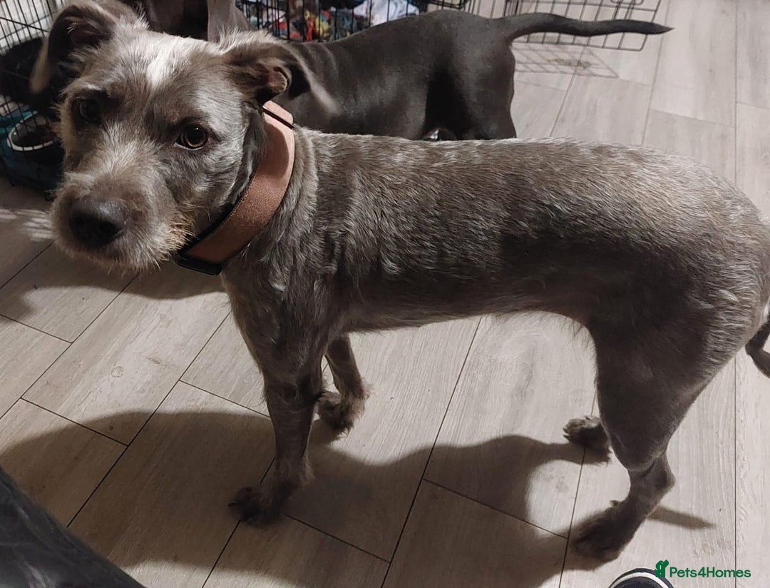 Staffordshire Bull Terrier dogs for sale: Looking for a new home - Advert 1