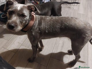 Staffordshire Bull Terrier dogs Looking for a new home - Advert 1