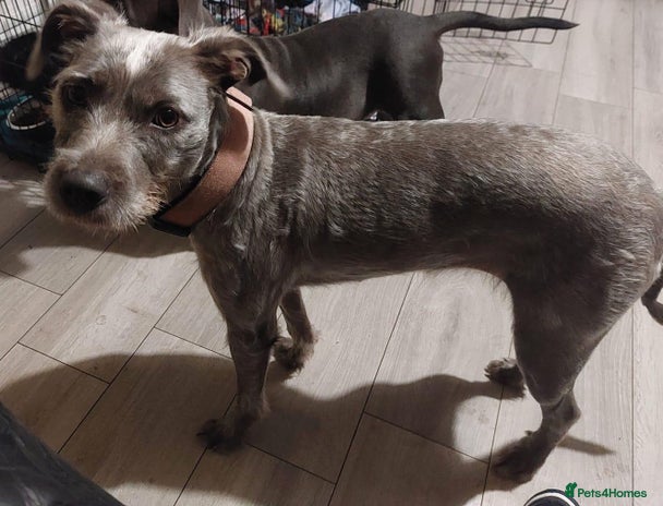 Staffordshire Bull Terrier dogs Looking for a new home - Advert 1