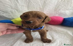 Goldendoodle dogs for sale: 👑Superb Rare Toy/Mini Deepest Red Goldendoodles👑 - Image 23