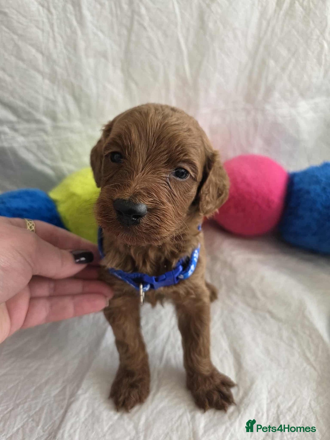 Goldendoodle dogs for sale: 👑Superb Rare Toy/Mini Deepest Red Goldendoodles👑 - Image 23