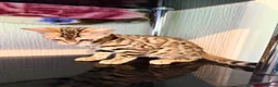 Bengal cats for sale: TICA, GCCF Champion Bloodline Bengal Kittens in London - Advert 13