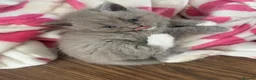 Mixed Breed cats for sale: British /snowshoe healthy kittens  in Carshalton - Advert 10