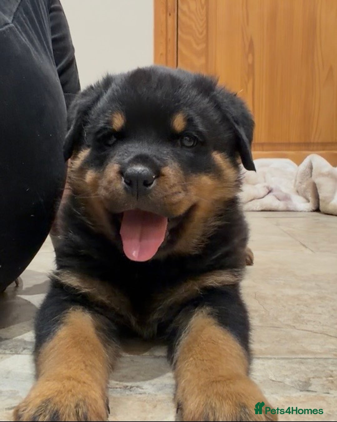 Rottweiler dogs for sale: 2 Big chuncky female Rottweiler puppies - Advert 19
