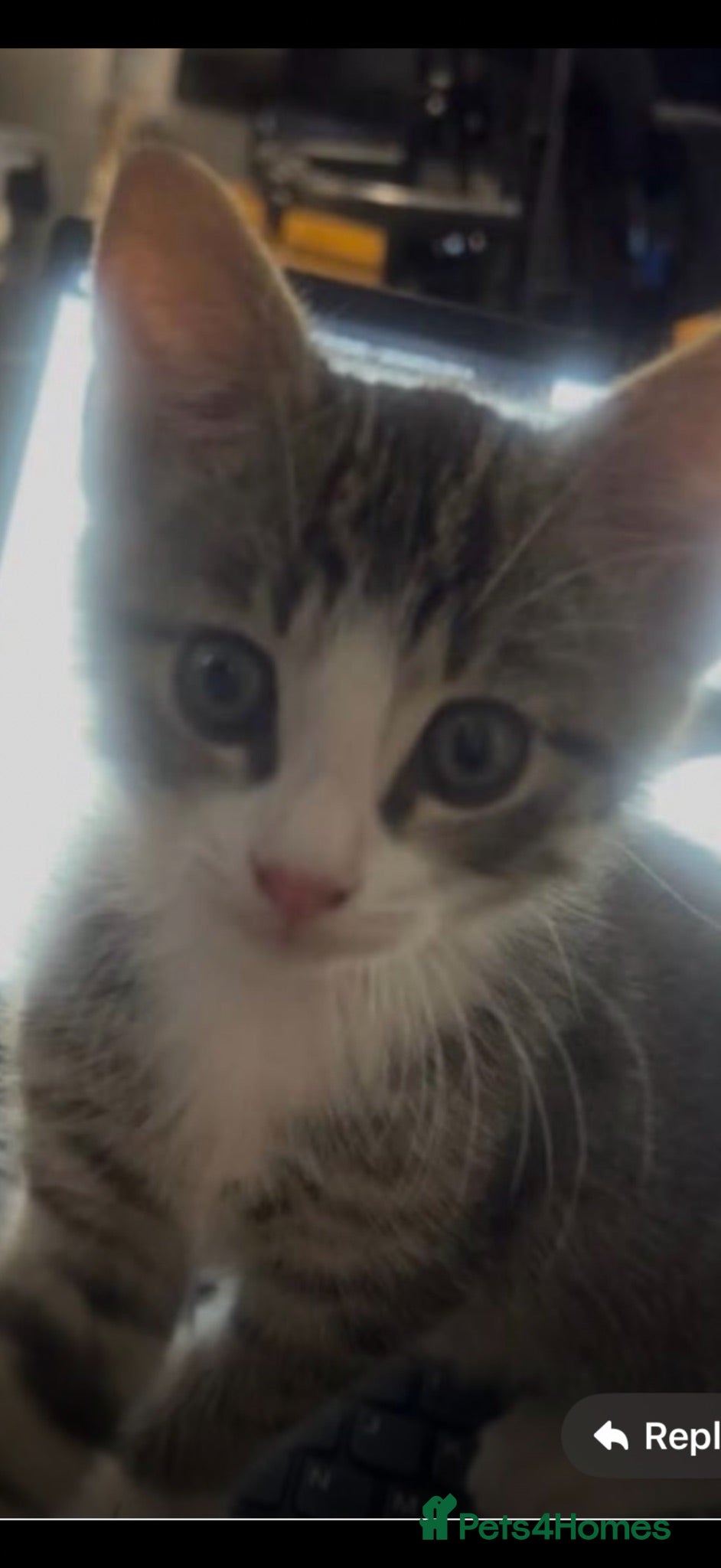 Mixed Breed cats Beautiful pair of kittens Ready now  - Advert 1