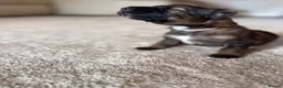 German Shepherd dogs for sale: German Shepherd Puppies 🐾 - Advert 14
