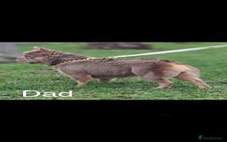 French Bulldog dogs for sale: Frenchie Girl Lilac & Tan KC - Image 17