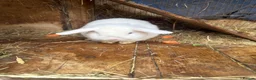 Mixed Breed rabbits for sale: Rabbits for Sale - Advert 2