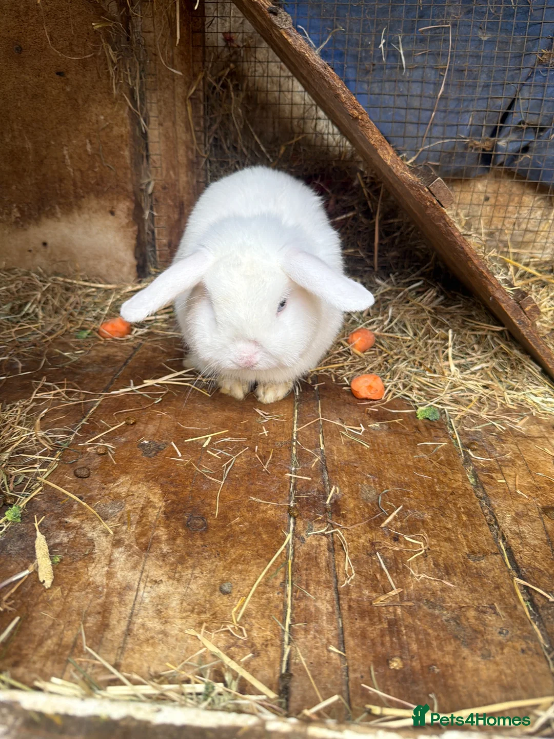 Mixed Breed rabbits for sale: Rabbits for Sale - Advert 2