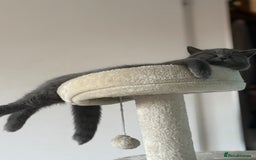 British Shorthair cats for sale: Adorable kittens - Image 1