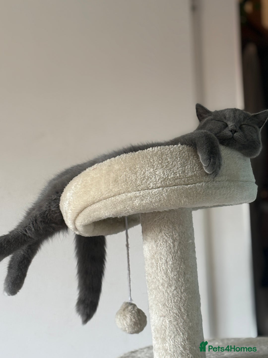 British Shorthair cats for sale: Adorable kittens - Image 1