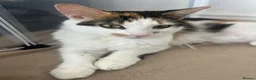 Mixed Breed cats for sale: Kittens for sale (grey girl left) in Honiton - Advert 6