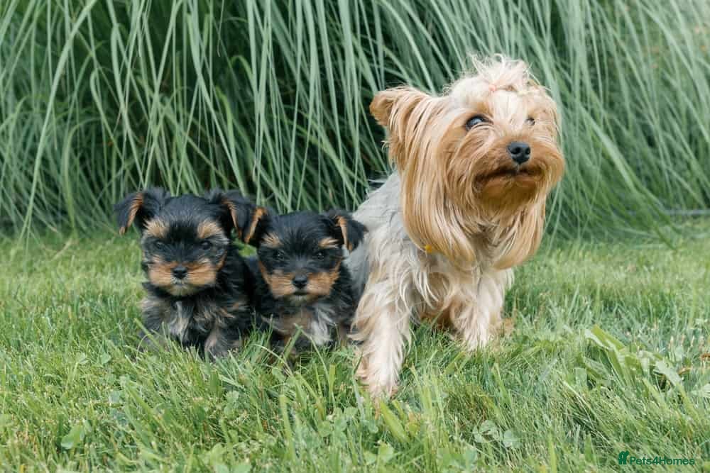 Morkie dogs Beautiful morkie boy available  - Advert 2