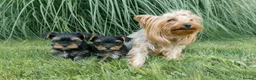Morkie dogs for sale: Beautiful morkie boy available  - Advert 2