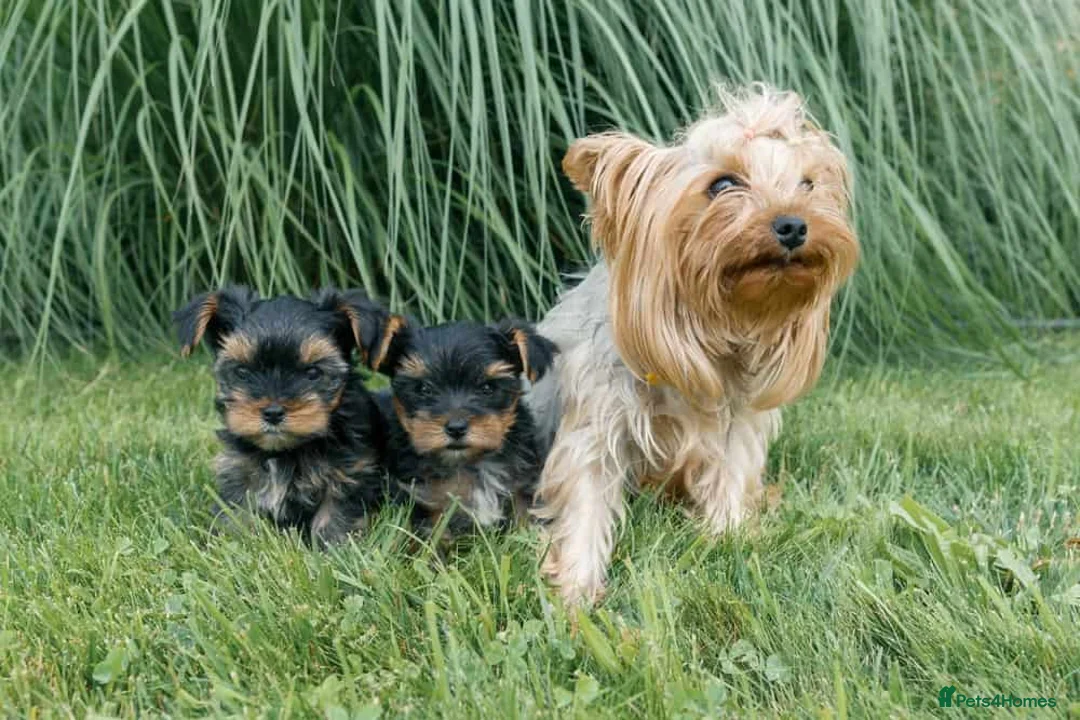 Morkie dogs for sale: Beautiful morkie boy available  - Advert 2
