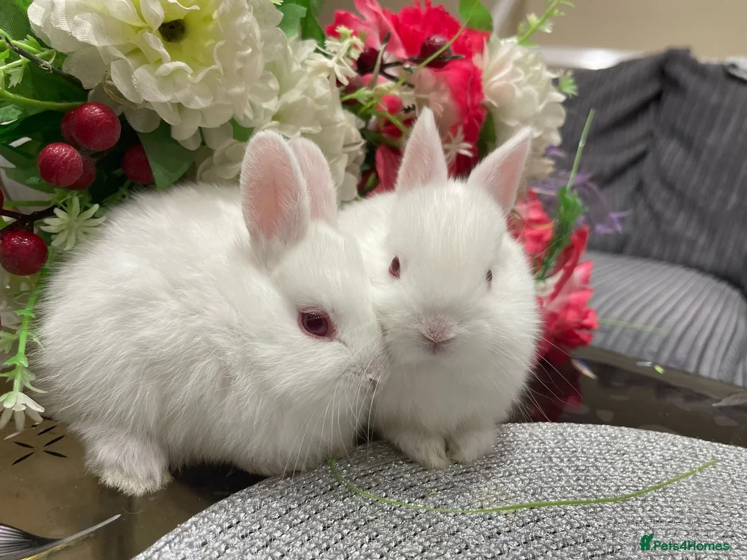 Netherland Dwarf rabbits for sale: Bunnies  in London - Advert 19