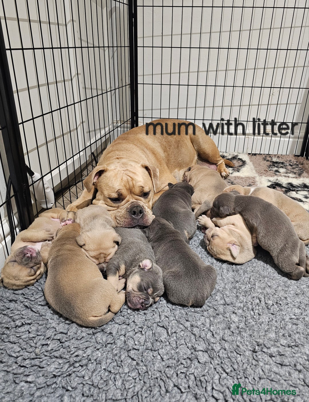 Olde English Bulldogge dogs for sale: Olde english bulldog  - Image 23