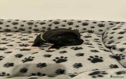 Staffordshire Bull Terrier dogs for sale: Champion lines Staffordshire Bull terrier puppies - Image 14