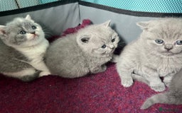 British Shorthair cats for sale: British short hair kittens  - Image 10