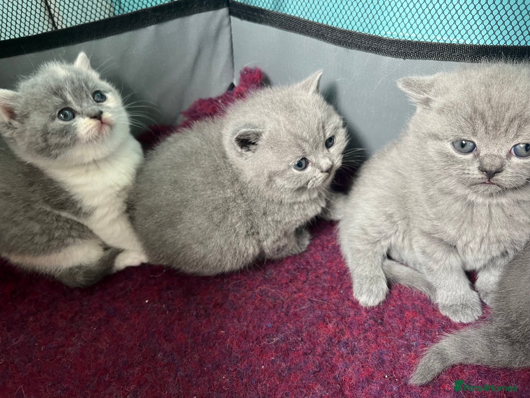 British Shorthair cats for sale: British short hair kittens  - Image 10