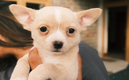 Chihuahua dogs for sale: 4 beautiful Chihuahua pups - Image 18