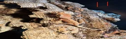 Gecko reptiles for sale: Baby crested geckos in Accrington - Advert 11