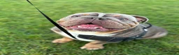English Bulldog dogs for sale: Zeus English Bulldog - Advert 6