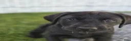 Labrador Retriever dogs for sale: KC FTCh Black Lab Boys - Elite Quality, Ready Now - Advert 5