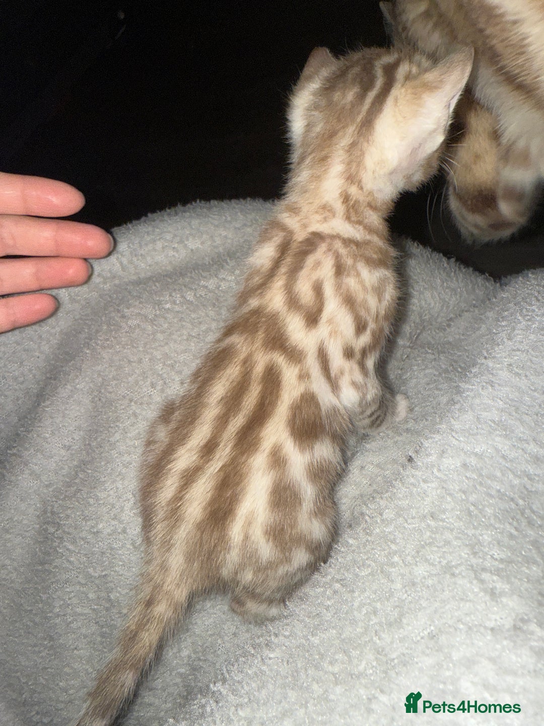 Bengal cats for sale: Bengal kittens  - Advert 5