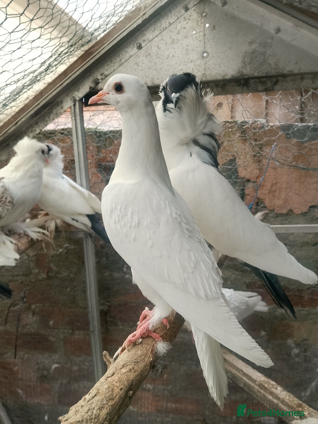 Pigeons birds for sale: Pigeon for sale - Advert 30