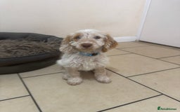 Cockapoo dogs for sale: 5🌟licensed breeder F1 Cockapoo's - Image 11