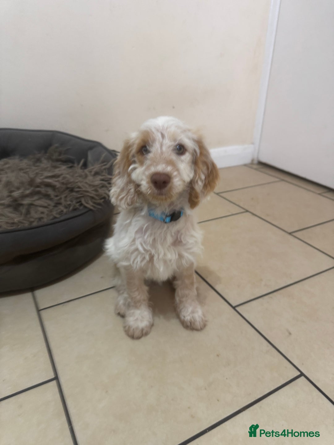 Cockapoo dogs for sale: 5🌟licensed breeder F1 Cockapoo's - Image 11