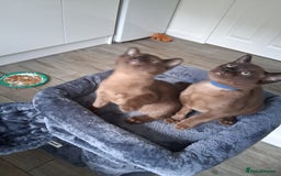 Burmese cats for sale: Stunning burmese kittens available. - Image 6