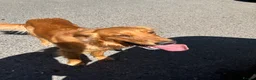 Golden Retriever dogs for stud: Beautiful Fox Red Retriever Stud in Cardiff - Advert 4