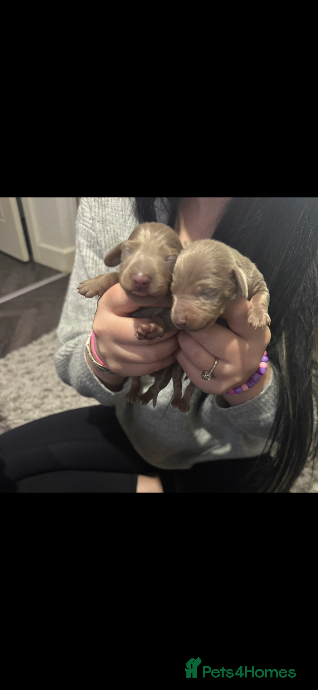 Miniature Dachshund dogs for sale: Miniature dachshunds - Image 2
