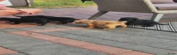Labrador Retriever dogs for sale: Labrador puppies  - Advert 5