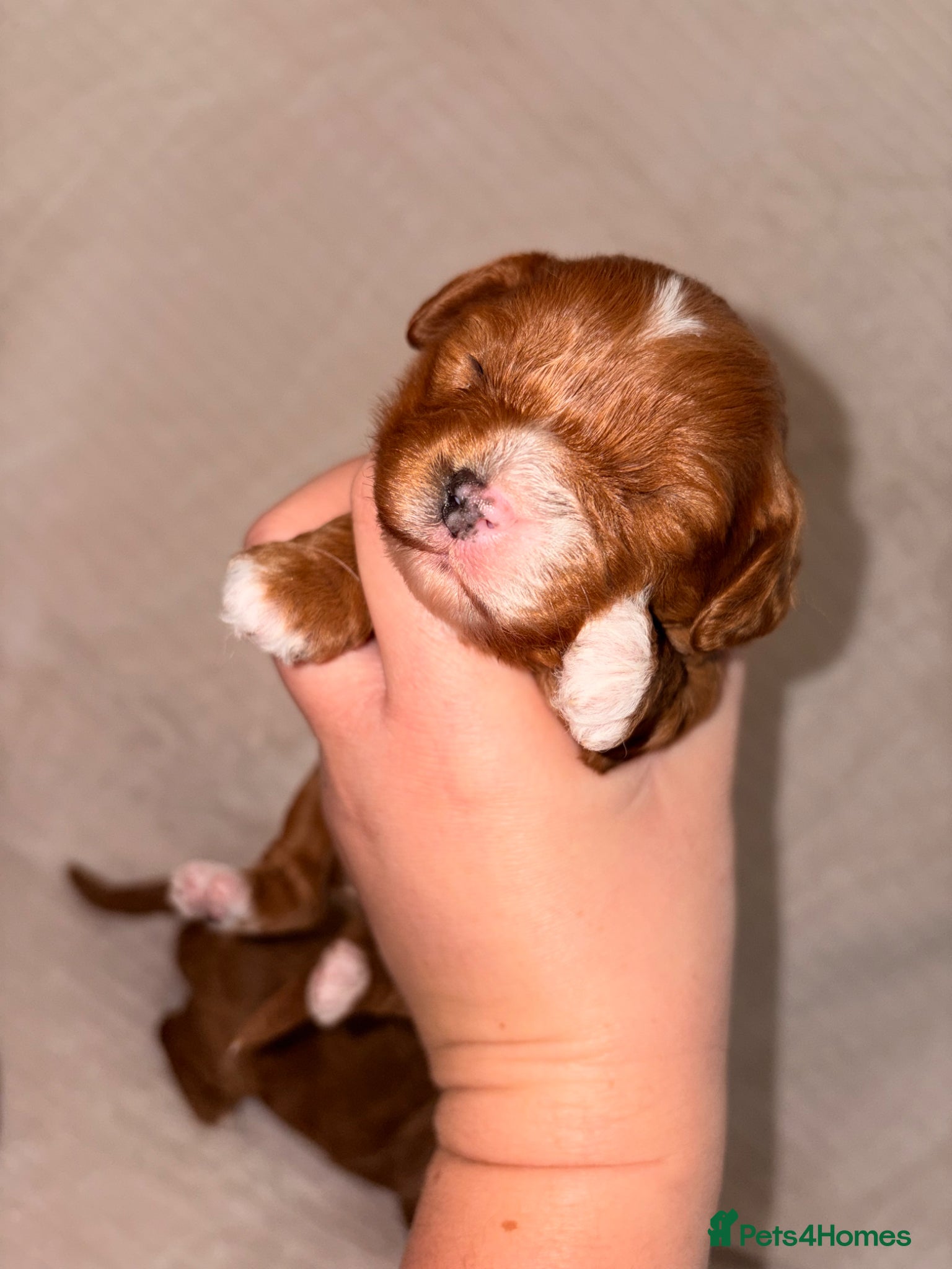Cavapoo dogs KC registered parents 5⭐️Deep red Cavapoo puppy’s  - Advert 2